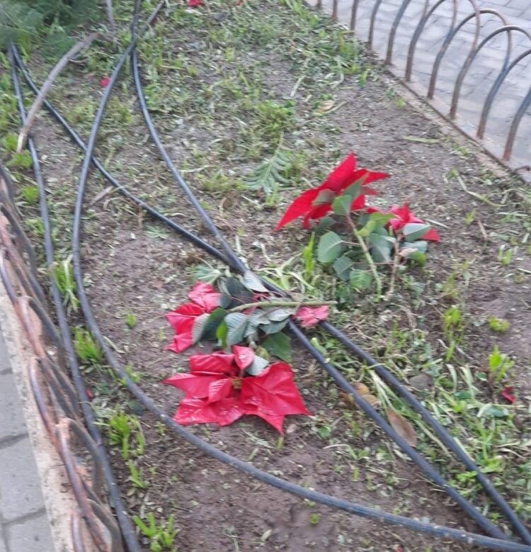 Scicli, vandalizzate le stelle di Natale di piazza Italia