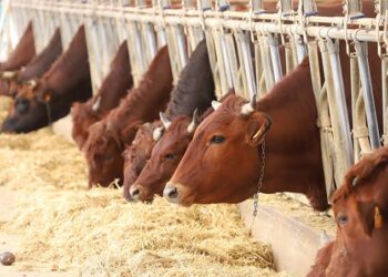 Settore zootecnico in difficoltà, l’on. Abbate: “Pervenute centinaia di istanze di ristoro”