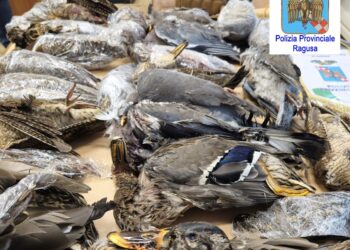 Ragusa, denunciati due bracconieri maltesi in trasferta