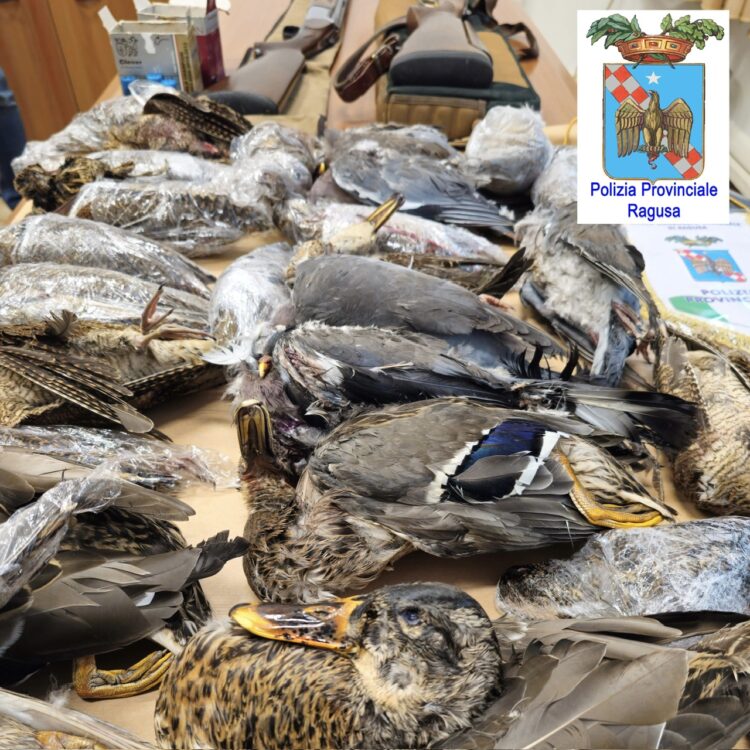 Ragusa, denunciati due bracconieri maltesi in trasferta
