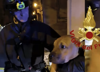 Ragusa Ibla, la cagnolina Bianca cade in una scarpata: salvata dai vigili del fuoco