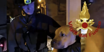 Ragusa Ibla, la cagnolina Bianca cade in una scarpata: salvata dai vigili del fuoco