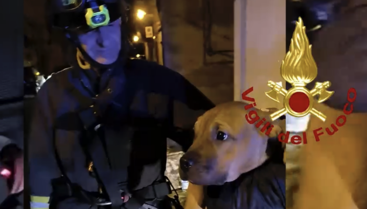 Ragusa Ibla, la cagnolina Bianca cade in una scarpata: salvata dai vigili del fuoco