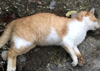 Moria di gatti a Ibla, residenti indignati: si sospetta un avvelenamento