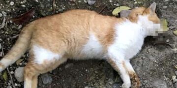 Moria di gatti a Ibla, residenti indignati: si sospetta un avvelenamento