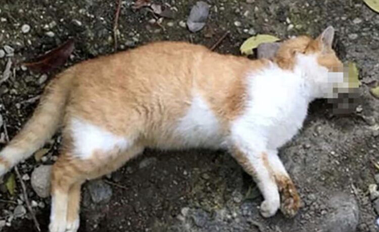 Moria di gatti a Ibla, residenti indignati: si sospetta un avvelenamento