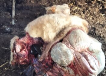 Macellazione clandestina in alcune aziende agricole del territorio ragusano, scoppia l’allarme