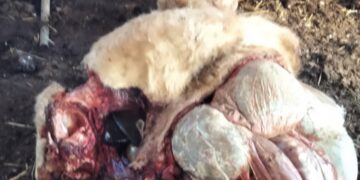 Macellazione clandestina in alcune aziende agricole del territorio ragusano, scoppia l’allarme