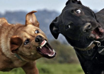 Cava d’Aliga, l’allerta del Comune di Scicli: “Attenti ai cani aggressivi”