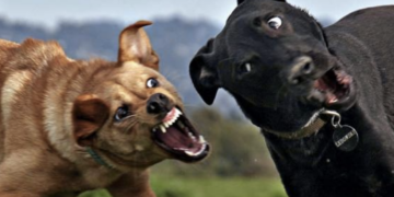 Cava d’Aliga, l’allerta del Comune di Scicli: “Attenti ai cani aggressivi”