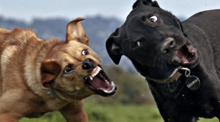 Cava d’Aliga, l’allerta del Comune di Scicli: “Attenti ai cani aggressivi”