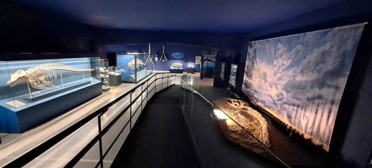 Comiso, cresce il numero dei visitatori al museo civico di storia naturale