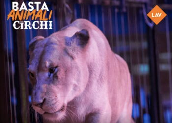 Lav scende in piazza per dire no agli animali nei circhi