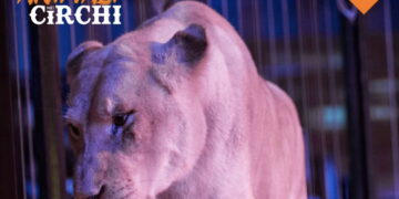 Lav scende in piazza per dire no agli animali nei circhi