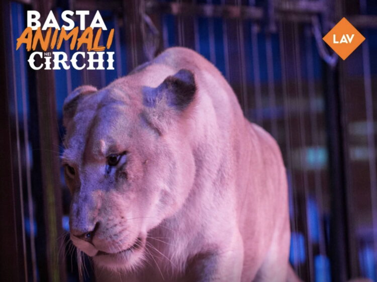 Lav scende in piazza per dire no agli animali nei circhi