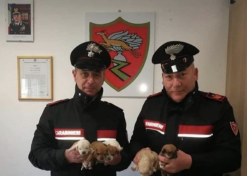 Modica, carabinieri salvano cinque cuccioli di cane abbandonati