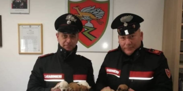 Modica, carabinieri salvano cinque cuccioli di cane abbandonati