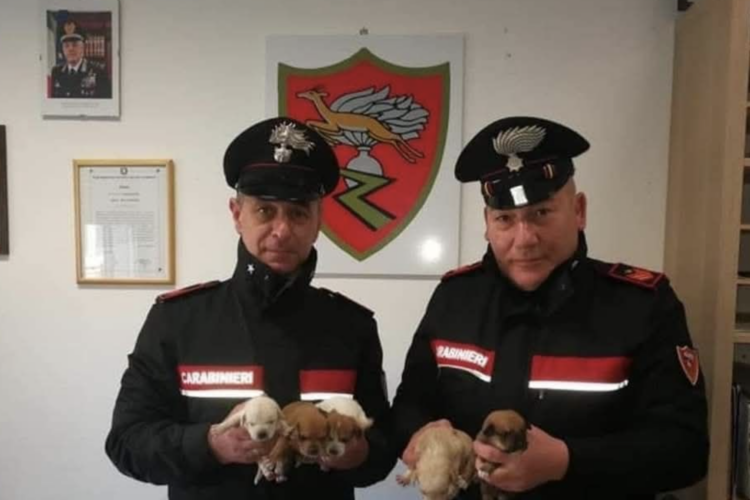Modica, carabinieri salvano cinque cuccioli di cane abbandonati