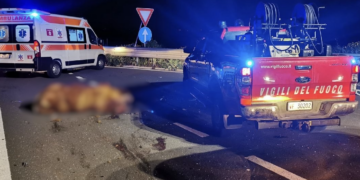 Modica, clamoroso incidente sull’autostrada. Due auto investono bovino vagante: ferite tre donne