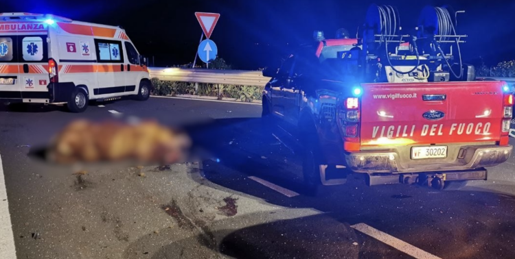 Modica, clamoroso incidente sull’autostrada. Due auto investono bovino vagante: ferite tre donne