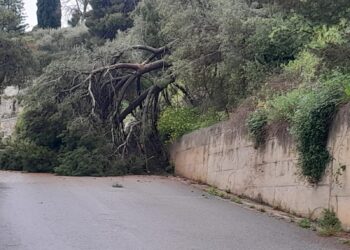 Modica, pino secolare si abbatte al suolo: tragedia scampata