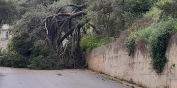 Modica, pino secolare si abbatte al suolo: tragedia scampata