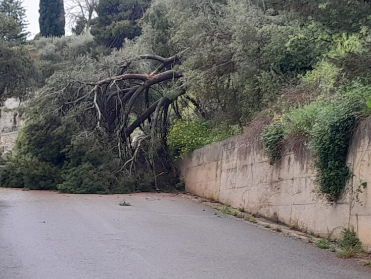 Modica, pino secolare si abbatte al suolo: tragedia scampata
