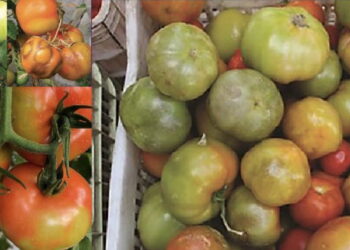Ragusa, un produttore di pomodori e un vivaista condannati in appello per riproduzione illecita