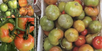 Ragusa, un produttore di pomodori e un vivaista condannati in appello per riproduzione illecita