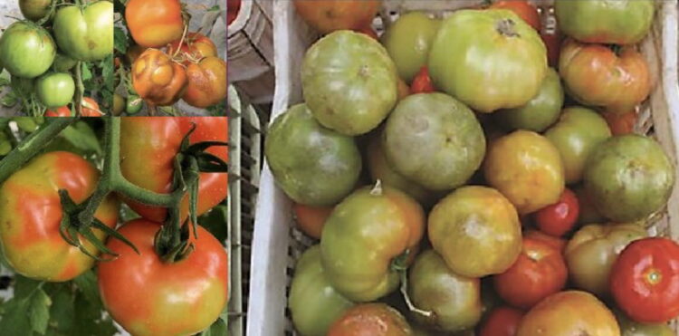 Ragusa, un produttore di pomodori e un vivaista condannati in appello per riproduzione illecita
