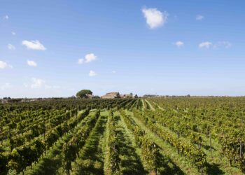 Vittoria, al Vinitaly di Verona si celebrano i 20 anni della Docg Cerasuolo