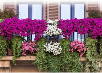Santa Croce, arriva la terza edizione di balconi fioriti