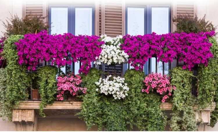 Santa Croce, arriva la terza edizione di balconi fioriti