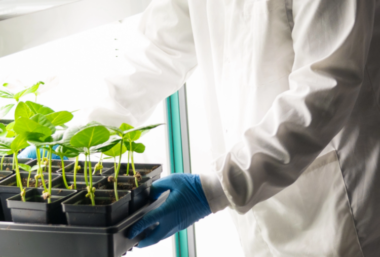 Ragusa e la gestione fitosanitaria della filiera delle ortive, una rete di mini laboratori per minimizzare l’impatto delle malattie sul territorio