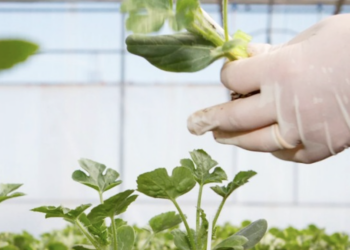 Ragusa, venerdì pomeriggio la presentazione del progetto “Network di mini laboratori per la gestione fitosanitaria della filiera delle ortive