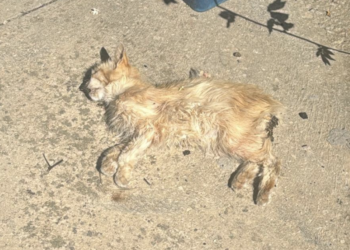 E’ strage di gatti nella frazione di San Giacomo (Ragusa)