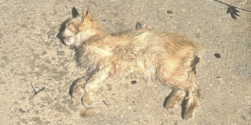 E’ strage di gatti nella frazione di San Giacomo (Ragusa)
