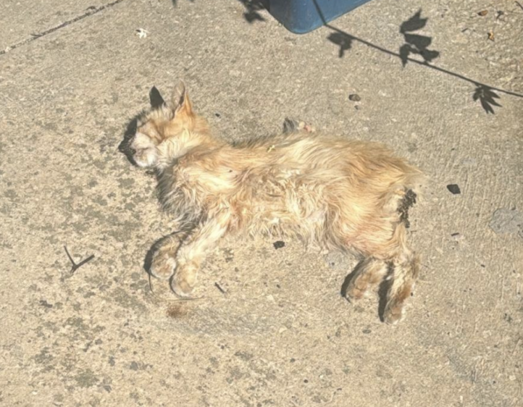 E’ strage di gatti nella frazione di San Giacomo (Ragusa)