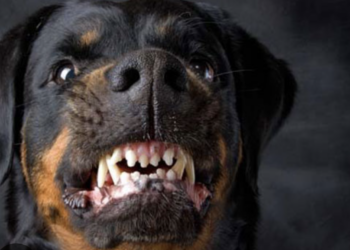 Comiso, aizzò il cane contro un insegnante in pensione e gli fece staccare un orecchio