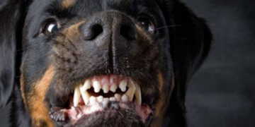 Comiso, aizzò il cane contro un insegnante in pensione e gli fece staccare un orecchio