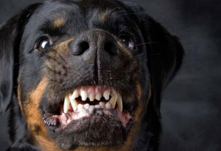 Comiso, aizzò il cane contro un insegnante in pensione e gli fece staccare un orecchio