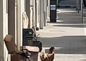 Ragusa, gallina in giro su un marciapiede di via Carducci: il video diventa virale