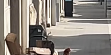 Ragusa, gallina in giro su un marciapiede di via Carducci: il video diventa virale