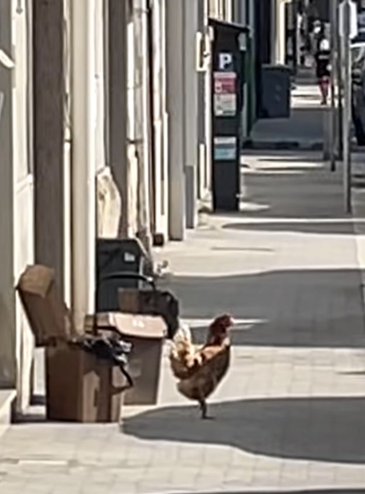 Ragusa, gallina in giro su un marciapiede di via Carducci: il video diventa virale