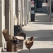Ragusa, gallina in giro su un marciapiede di via Carducci: il video diventa virale