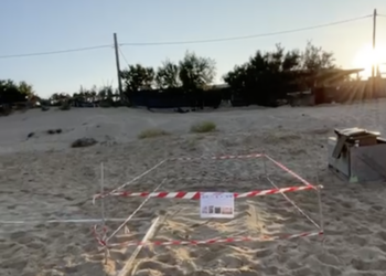 Scicli, otto nidi di tartarughe marine lungo il litorale