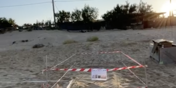 Scicli, otto nidi di tartarughe marine lungo il litorale