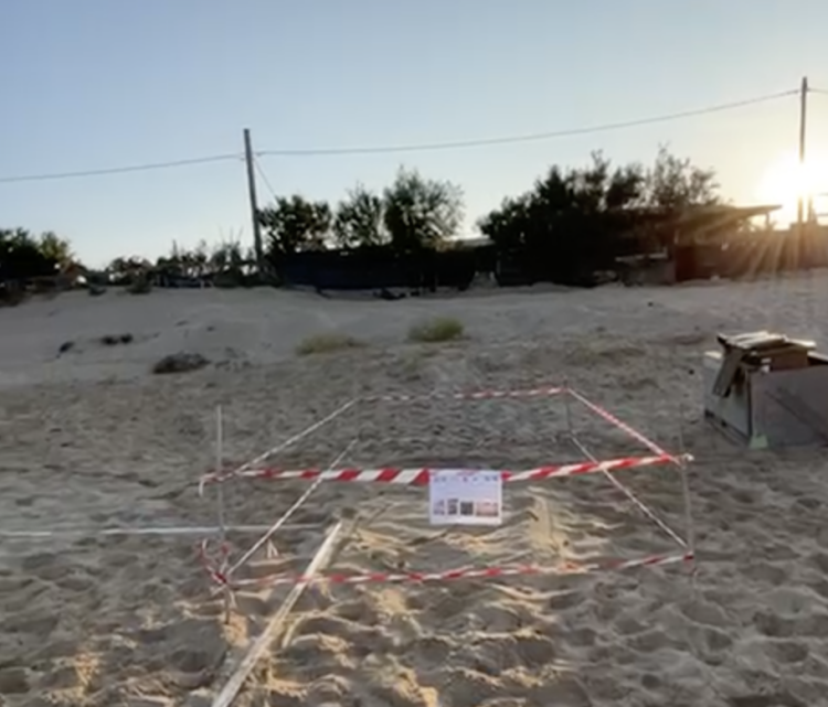 Scicli, otto nidi di tartarughe marine lungo il litorale