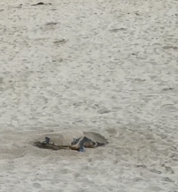 Scicli, cinque nidi di tartarughe marine lungo il litorale