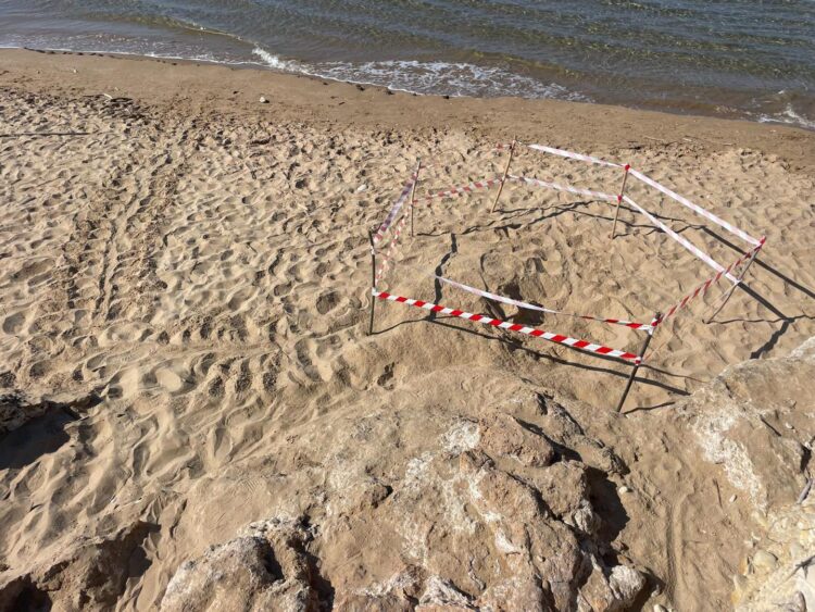 Nido di Caretta caretta nella riserva del fiume Irminio